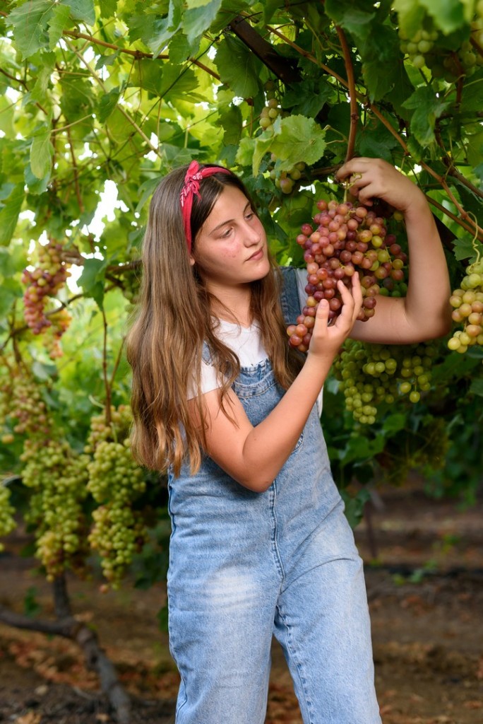 צילום בוק בת מצווה נערה בכרם ענבים 